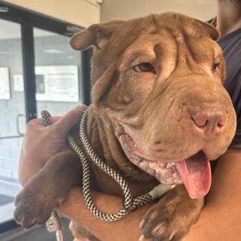 Crinkles -  Shar Pei Dog for Adoption in Allentown, Pennsylvania - Crinkles | PetCurious