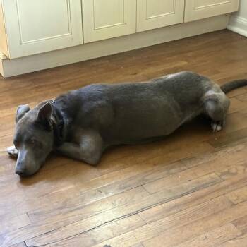 Kiara -  Mixed Breed and Shepherd Dog for Adoption in Salt Lake City, Utah - Kiara | PetCurious
