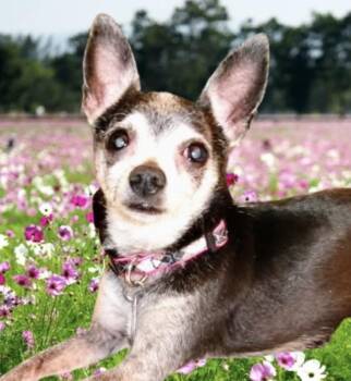 Jetta -  Chihuahua Dog for Adoption in Westfield, New York - Jetta | PetCurious