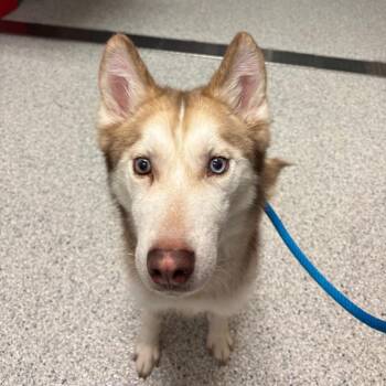 Canelito -  Siberian Husky Dog for Adoption in Reno, Nevada - Canelito | PetCurious