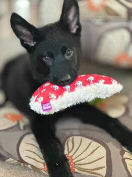 Tony -  Shepherd Dog for Adoption in Charlotte, Michigan - Tony | PetCurious