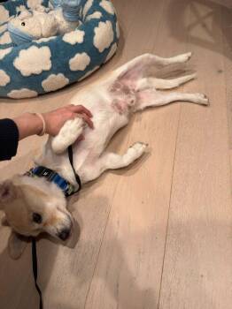 Jindo Dogs Available for Adoption in New York, New York - Ogu | PetCurious