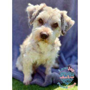 Havanese and Schnoodle Dogs Available for Adoption in Inglewood, California - Bernie | PetCurious