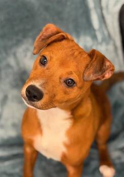 MINNOW -  Parson Russell Terrier and Mixed Breed Dog for Adoption in Fort Wayne, Indiana - MINNOW | PetCurious