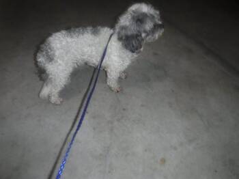 KIM -  Shih Tzu and Mixed Breed Dog for Adoption in Doral, Florida - KIM | PetCurious