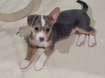 Lady -  Jack Russell Terrier Dog for Adoption in New River, Arizona - Lady | PetCurious