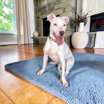 Jack -  Mixed Breed Dog for Adoption in Fort Worth, Texas - Jack | PetCurious