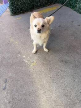61645875 -  Pomeranian and Mixed Breed Dog for Adoption in El Paso, Texas - 61645875 | PetCurious
