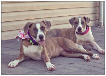 Mango *Sweet, kind, mellow companion* -  Hound and Pit Bull Terrier Dog for Adoption in Minneapolis, Minnesota - Mango *Sweet, Kind, Mellow Companion* | PetCurious