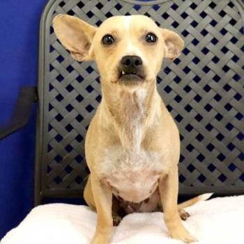 Chihuahua Dogs Available for Adoption in Fort Davis, Texas - Lupita | PetCurious