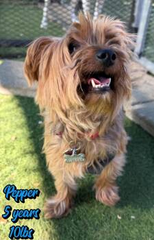 PEPPER -  Yorkshire Terrier Dog for Adoption in Holbrook, New York - PEPPER | PetCurious