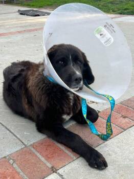 Saint Bernard and Labrador Retriever Dogs Available for Adoption - Strawberry | PetCurious