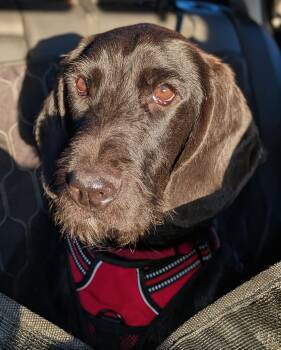 Basset Hound Dogs Available for Adoption in Tulsa, Oklahoma - Rick | PetCurious