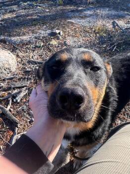 Lana -  Shepherd and Husky Dog for Adoption in Yellowknife, Northwest Territories - Lana | PetCurious