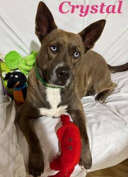 Husky Dogs Available for Adoption in Zimmerman, Minnesota - Crystal | PetCurious