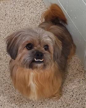Amos -  Lhasa Apso and Tibetan Terrier Dog for Adoption in East Hartford, Connecticut - Amos | PetCurious