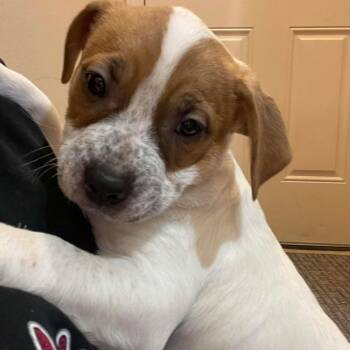 Rescue Pit Bull Terrier and Mixed Breed Dogs for Adoption in Tacoma, Washington - Ganache | PetCurious