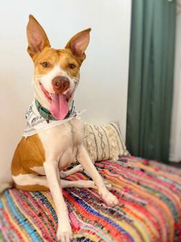 Pit Bull Terrier and Labrador Retriever Dogs Available for Adoption - Thomas The Lover Boy | PetCurious