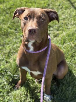 Weevil -  Labrador Retriever and Pit Bull Terrier Dog for Adoption in Lancaster, Ohio - Weevil | PetCurious