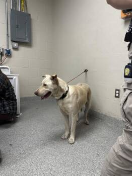 Pit Bull Terrier and Labrador Retriever Dogs Available for Adoption - LUNA | PetCurious