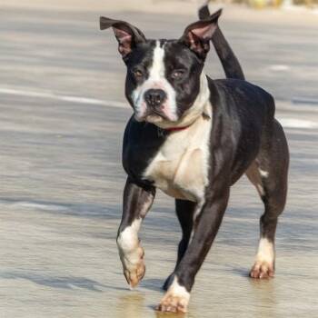 MAX -  Pit Bull Terrier and Mixed Breed Dog for Adoption in St. Louis, Missouri - MAX | PetCurious