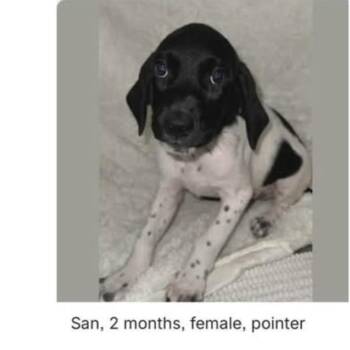 939 (2026) Pepper -  German Shorthaired Pointer and Mixed Breed Dog for Adoption in Parker, Colorado - 939 (2026) Pepper | PetCurious