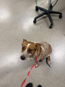 Rosie -  Fox Terrier and Mixed Breed Dog for Adoption in Pequot Lakes, Minnesota - Rosie | PetCurious
