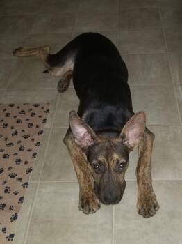 Xerxes -  German Shepherd Dog Dog for Adoption in Florence, Arizona - Xerxes | PetCurious