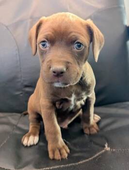 Labrador Retriever and Terrier Dogs Available for Adoption in Hartsville, South Carolina - Bryan | PetCurious