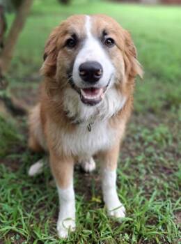 Tennessee -  Australian Shepherd and Great Pyrenees Dog for Adoption in Kiowa, Oklahoma - Tennessee | PetCurious