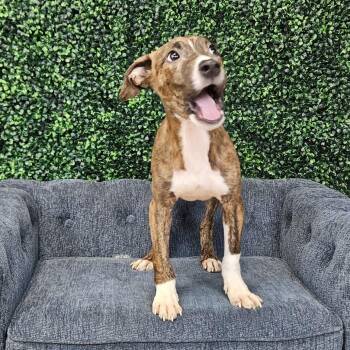 Puddle -  Pit Bull Terrier Dog for Adoption in East St. Louis, Illinois - Puddle | PetCurious