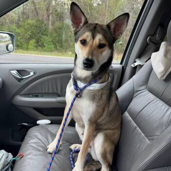 Shepherd and Mixed Breed Dogs Available for Adoption in Brownsboro, Alabama - Tessa | PetCurious