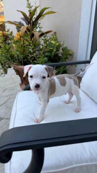 Boone -  Pit Bull Terrier Dog for Adoption in Plano, Texas - Boone | PetCurious