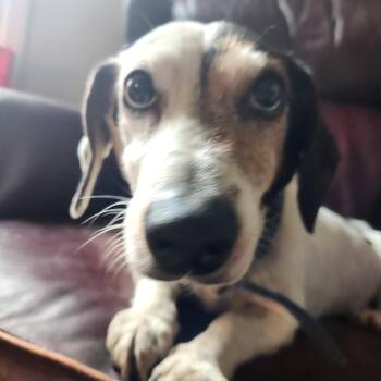 Rescue Dachshund Dogs for Adoption in Wantage, New Jersey - Kenny III | PetCurious