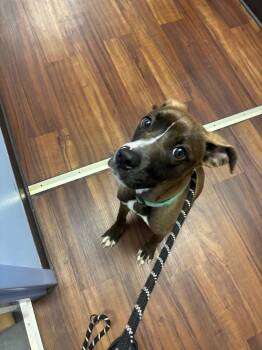 Lottie -  Pit Bull Terrier and Labrador Retriever Dog for Adoption in Bloomington, Indiana - Lottie | PetCurious