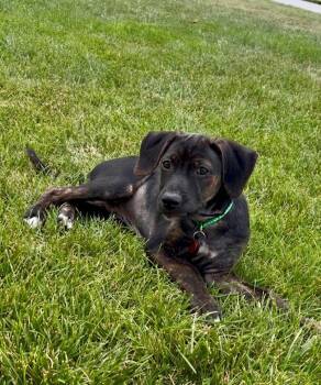 **ROSS** -  Hound and Terrier Dog for Adoption in North Prairie, Wisconsin - **ROSS** | PetCurious