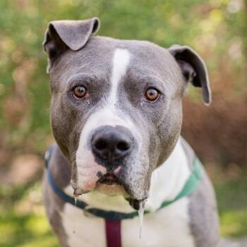 Mixed Breed Dogs Available for Adoption in Middletown, Rhode Island - Beau | PetCurious
