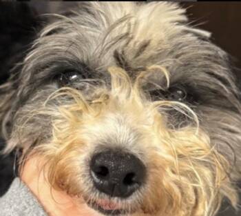 Shih Tzu Dogs Available for Adoption in Cary, North Carolina - Clara | PetCurious