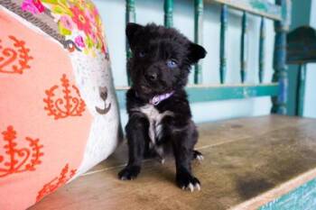 Adobo -  Border Collie and Shepherd Dog for Adoption in San Antonio, Texas - Adobo | PetCurious