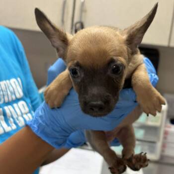Casino -  Terrier and Mixed Breed Dog for Adoption in San Antonio, Texas - Casino | PetCurious