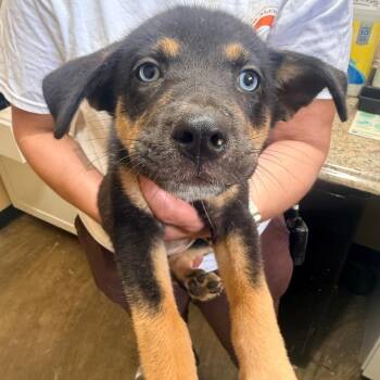 Banana -  Mixed Breed Dog for Adoption in Corinth, Mississippi - Banana | PetCurious
