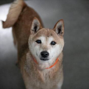 Shiba Inu Dogs Available for Adoption in Peyton, Colorado - Mandy (MR26-332) | PetCurious