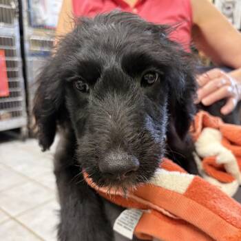 Scooby Pup: Velma -  Mixed Breed Dog for Adoption in Falls Church, Virginia - Scooby Pup: Velma | PetCurious