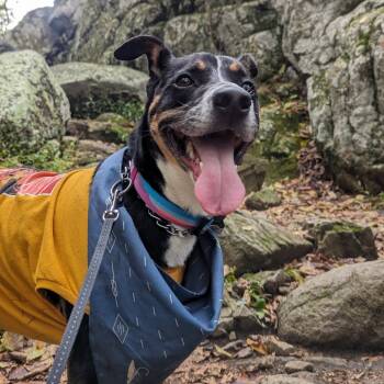 Rescue Hound Dogs for Adoption in Lynchburg, Virginia - Zero | PetCurious