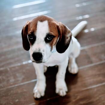Phil -  Hound and Mixed Breed Dog for Adoption in Rock Hill, South Carolina - Phil | PetCurious