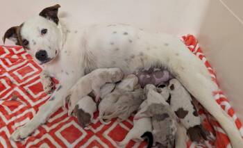 Australian Cattle Dog Blue Heeler Dogs Available for Adoption in Brooklyn Center, Minnesota - Stacy | PetCurious