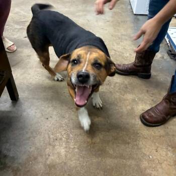 Valentina -  Mixed Breed Dog for Adoption in Corbin, Kentucky - Valentina | PetCurious