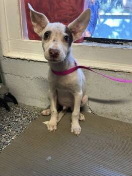 Rescue Mixed Breed Dogs for Adoption in West Chester, Pennsylvania - Coconut | PetCurious