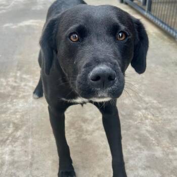 Black Labrador Retriever Dogs Available for Adoption - Mr. Gouda | PetCurious