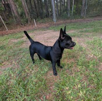 Scrappy -  Boston Terrier and French Bulldog Dog for Adoption in The Woodlands, Texas - Scrappy | PetCurious
